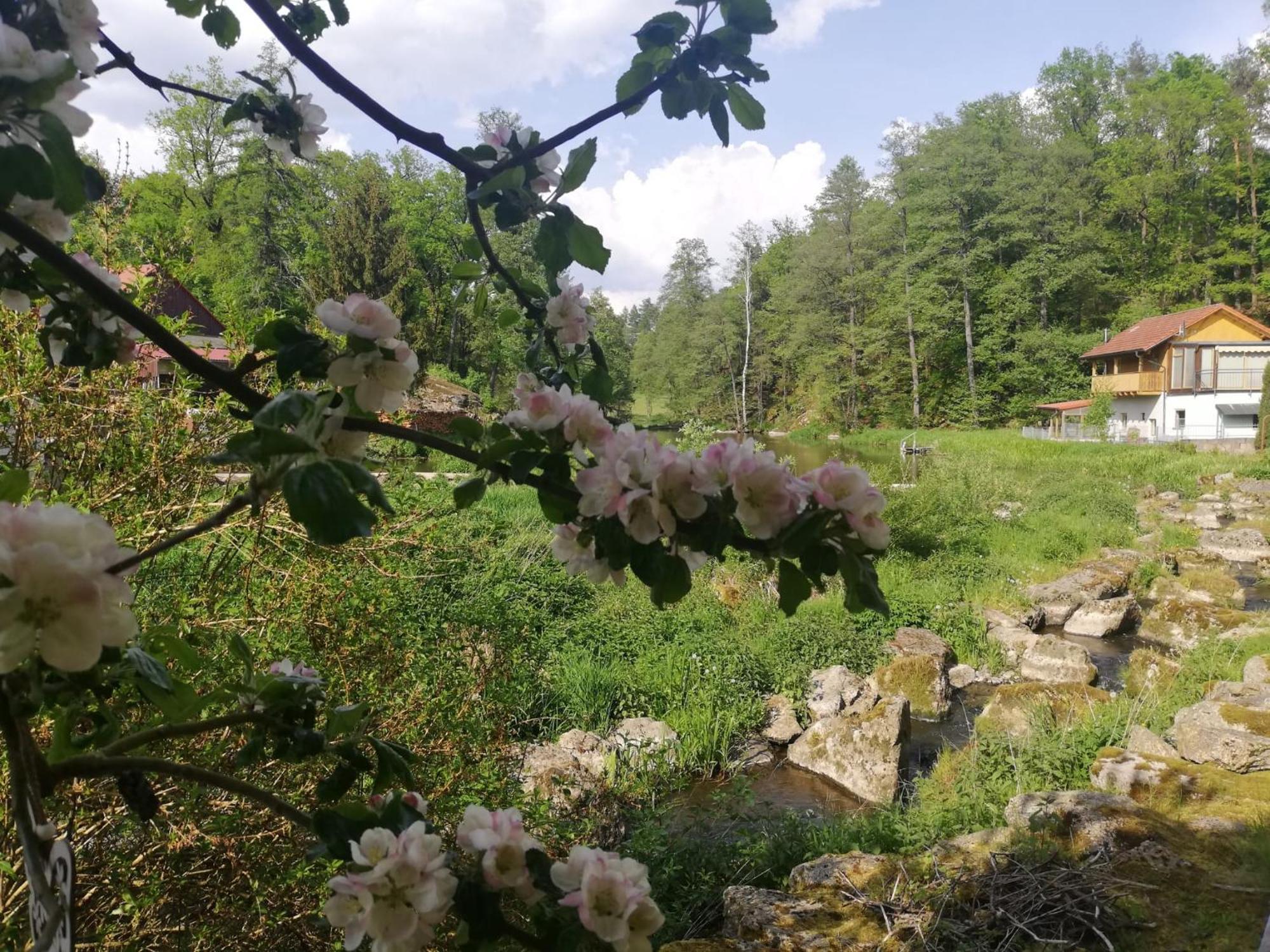 Ferienwohnung Und Sommerhaus Unter Der Burg Falkenberg  Eksteriør billede